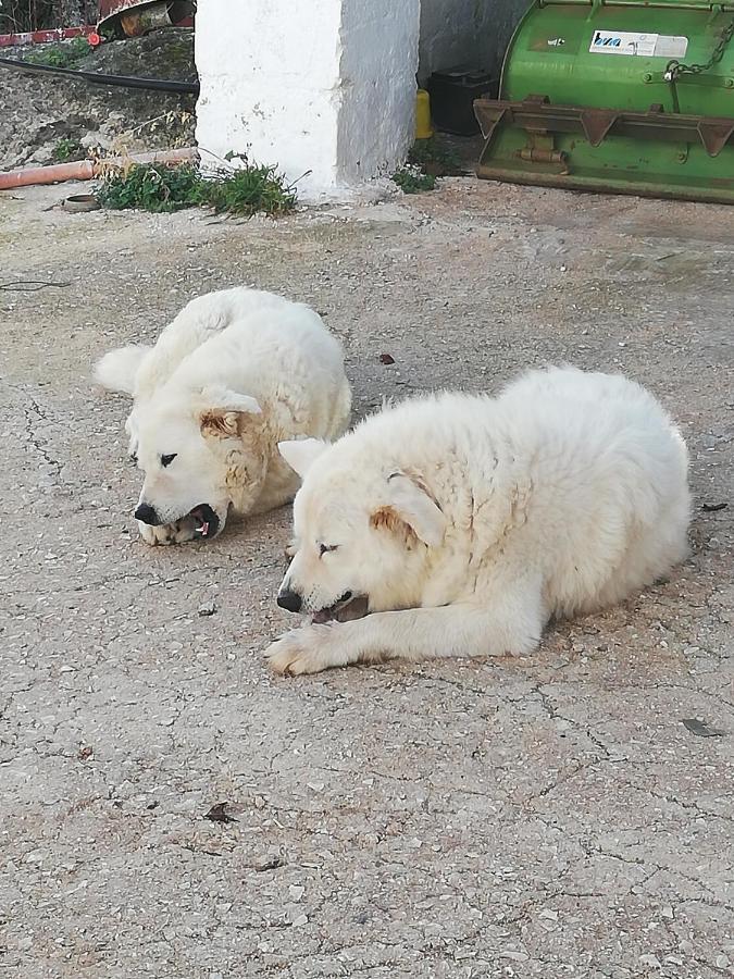 Masseria Ricci Fasano Buitenkant foto