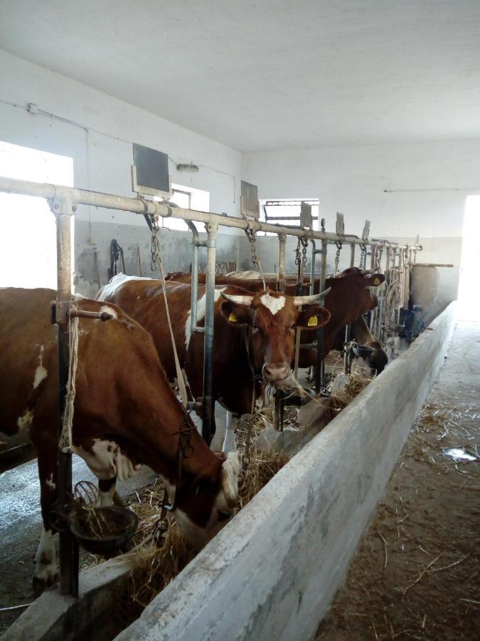 Masseria Ricci Fasano Buitenkant foto