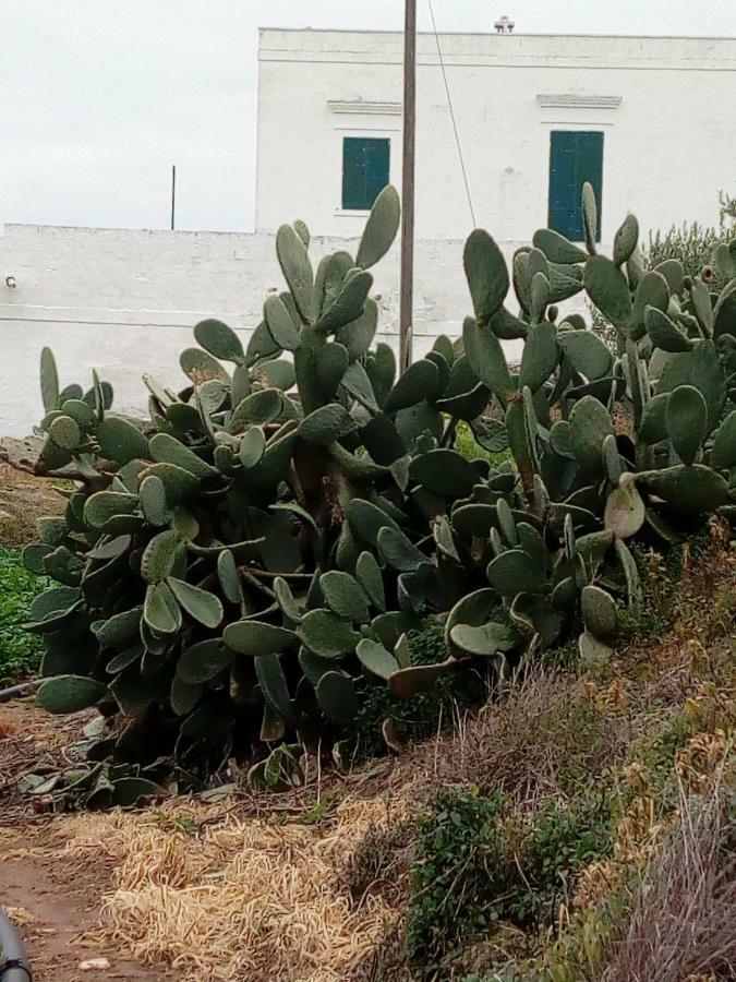Masseria Ricci Fasano Buitenkant foto